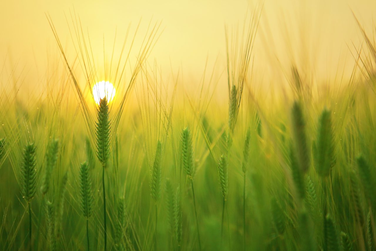 agriculture-barley-field-beautiful-207247
